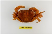 藏品(拉氏清溪蟹)的圖片